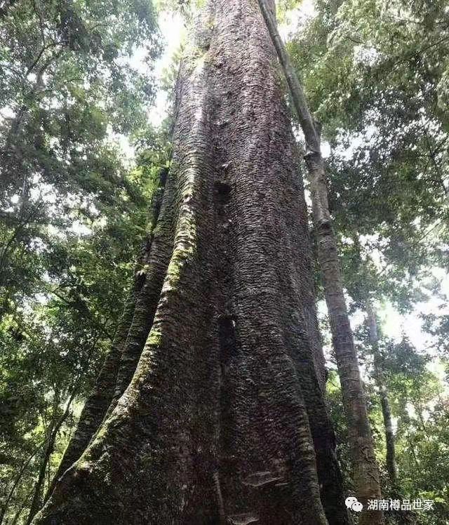 品味木头里的历史——花梨木